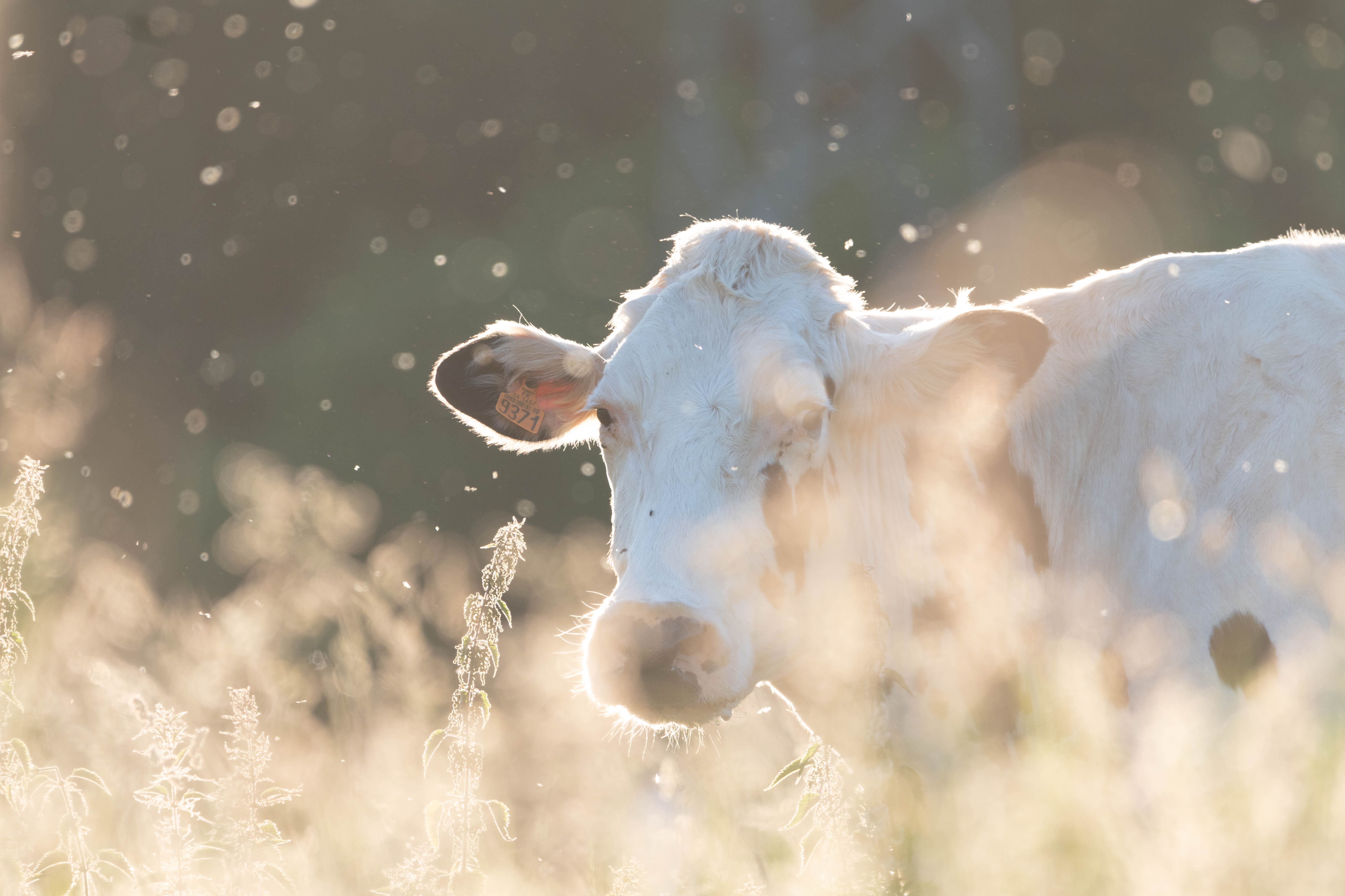Photo de vache 2